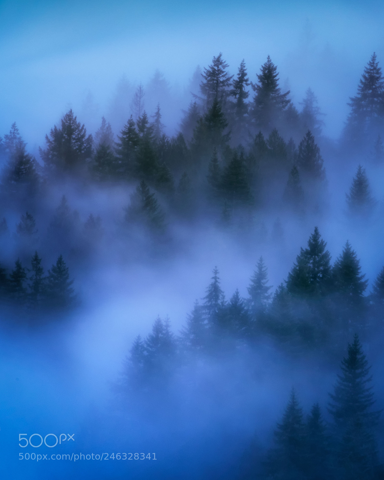 Nikon D810 sample photo. Misty froest photography
