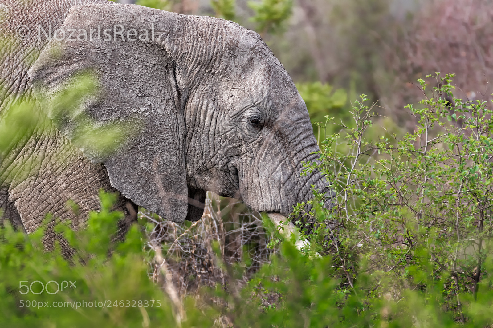 Canon EOS 7D Mark II sample photo. Elephant in the bushes photography