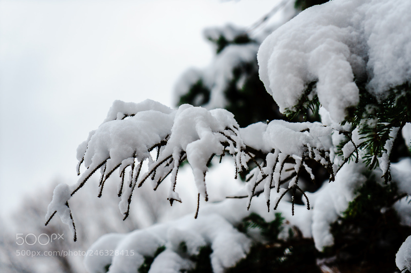 Sony a7 II sample photo. Snow photography