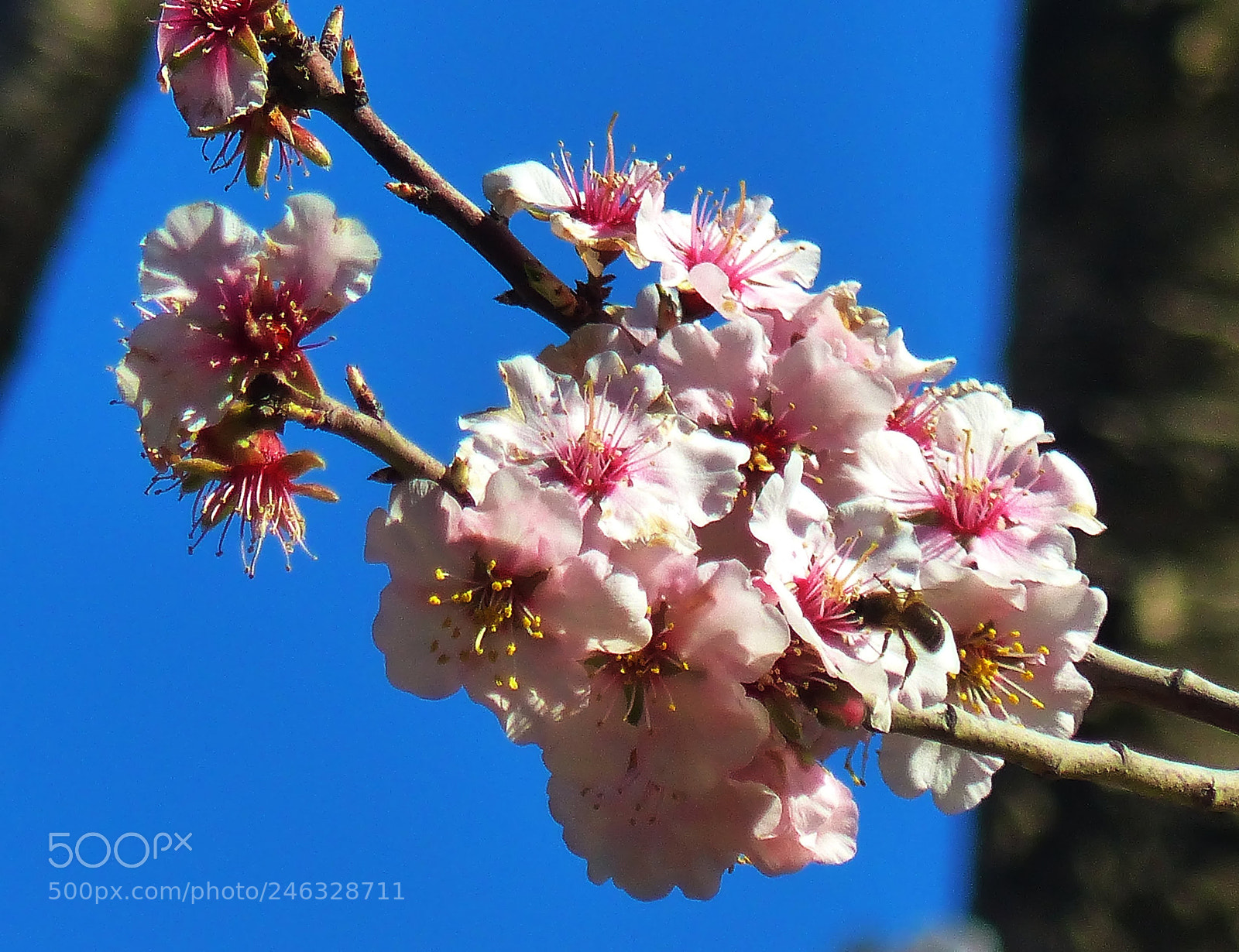 Panasonic Lumix DMC-FZ200 sample photo. Spring is here photography
