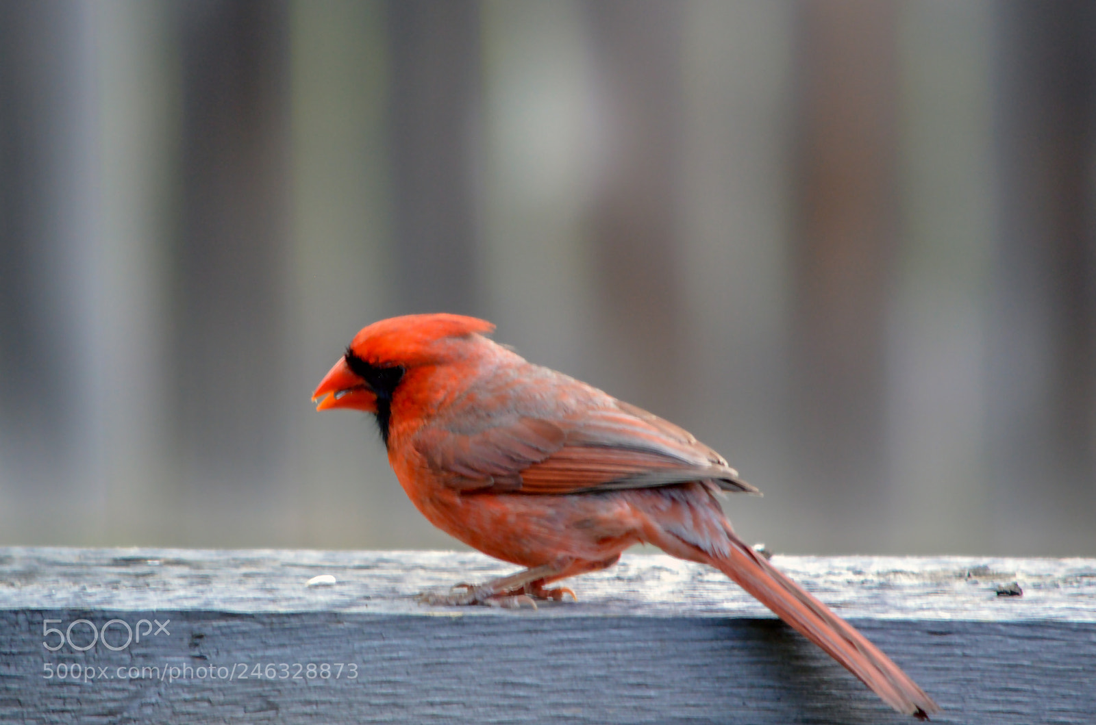 Nikon D3200 sample photo. Pondering on the fence photography