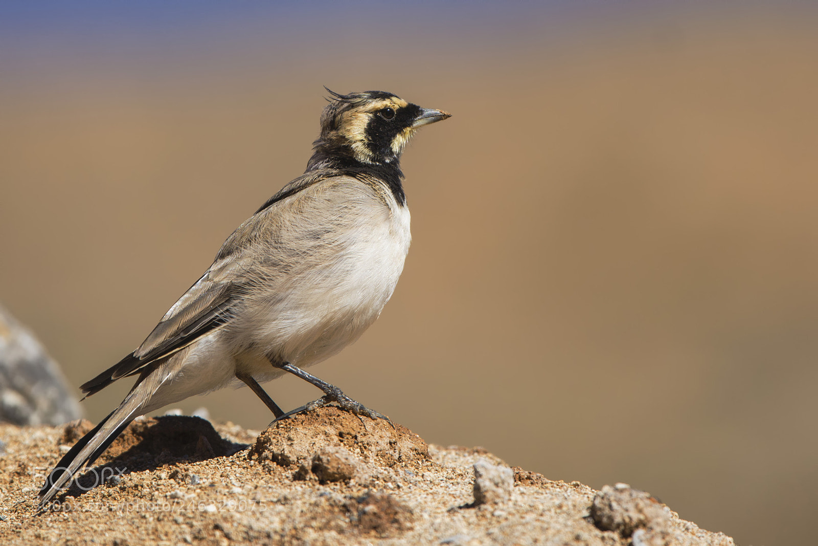 Nikon D7100 sample photo. Horned lark kulakl toygar photography