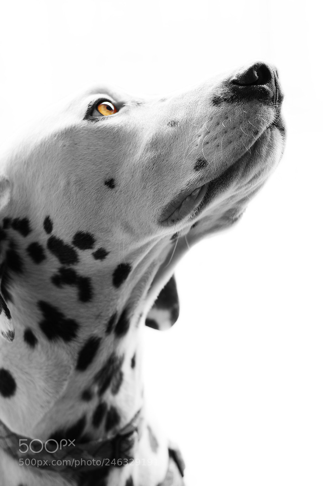 Canon EOS 650D (EOS Rebel T4i / EOS Kiss X6i) sample photo. Dalmatian photography