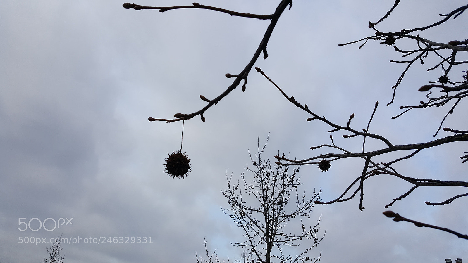 Samsung Galaxy S6 sample photo. Winter's moment photography