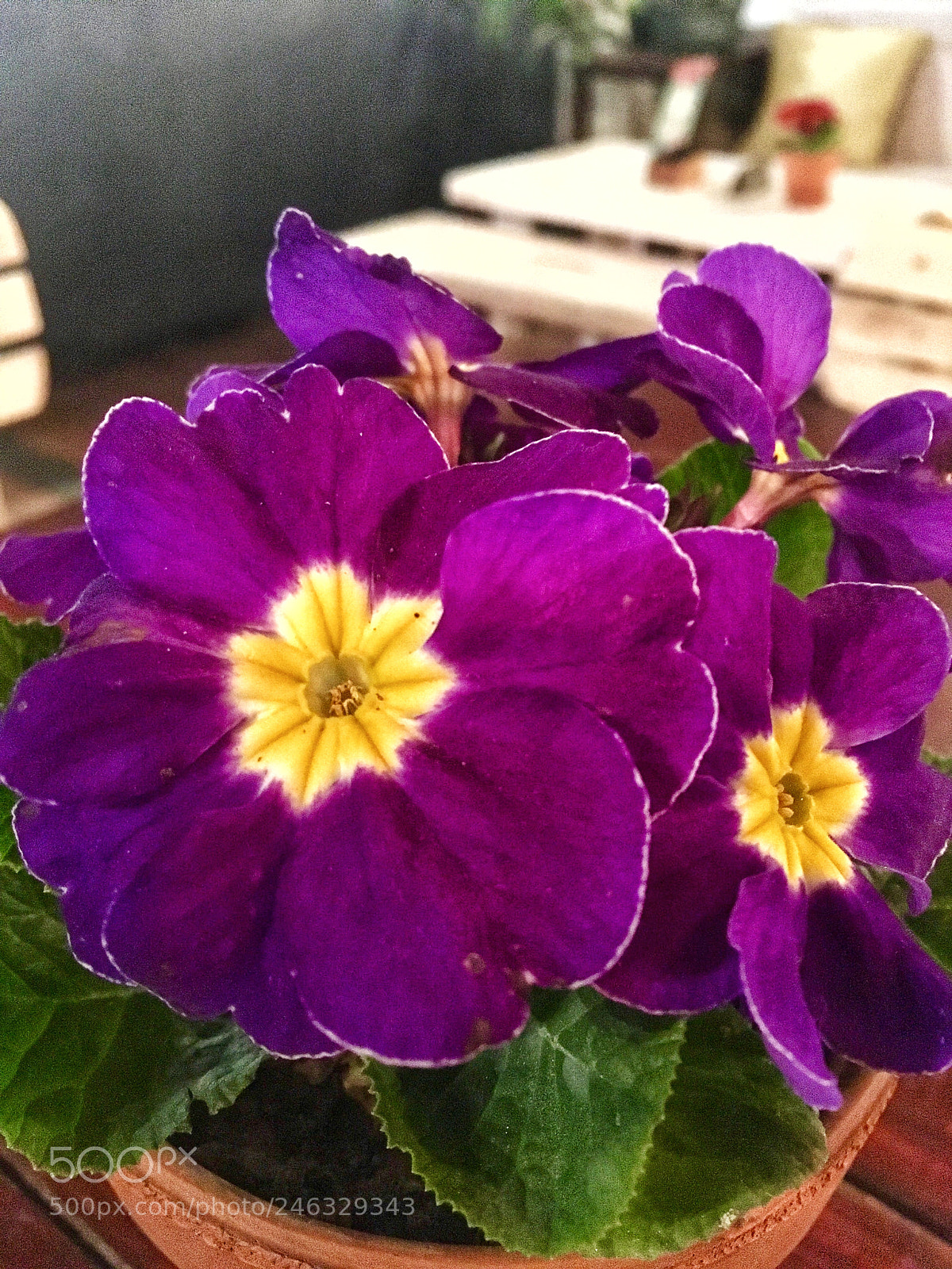 Apple iPhone SE sample photo. Untitled photography