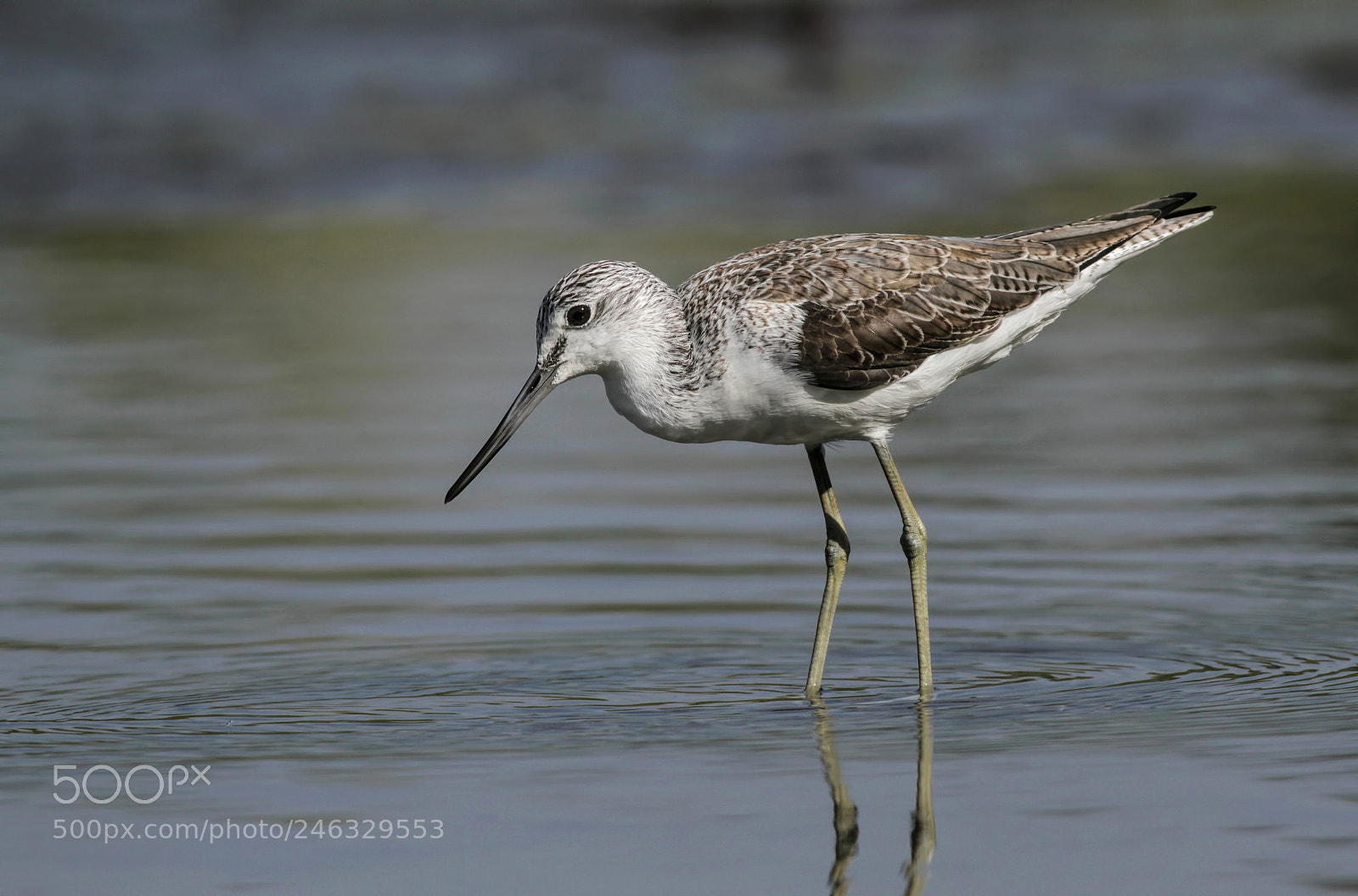 Canon EOS 7D sample photo. Common greenshank photography