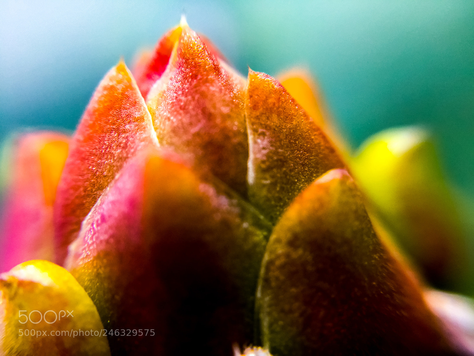Apple iPhone 6 Plus sample photo. Cactus flower in macro photography