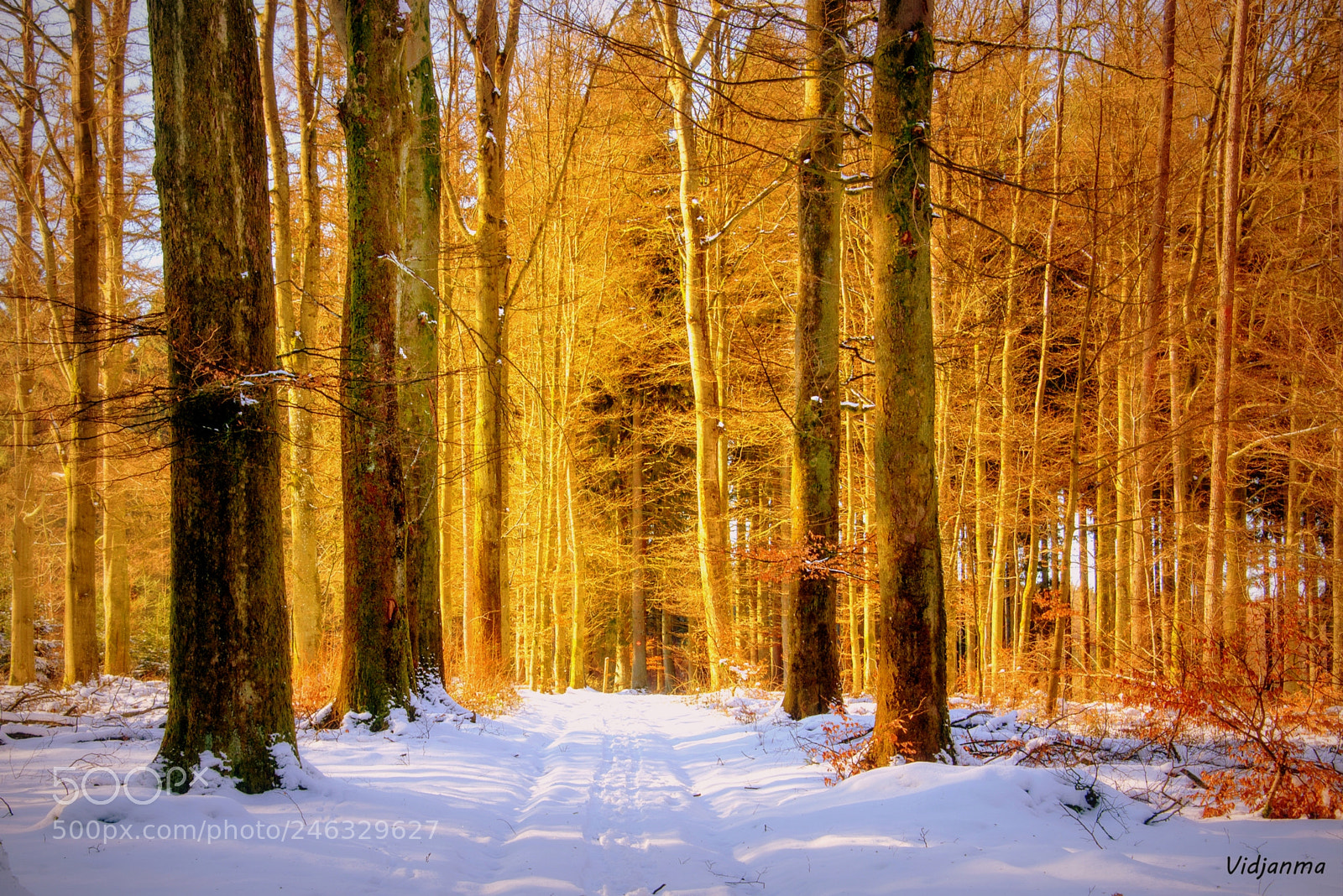 Nikon D610 sample photo. Golden forest photography
