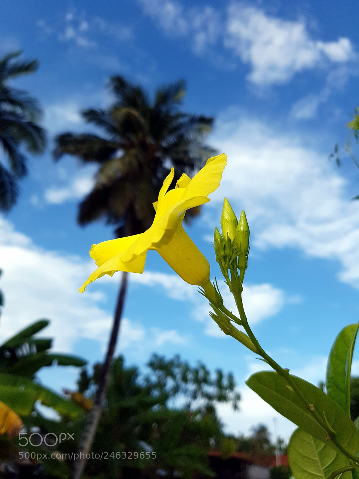 Samsung Galaxy S7 Edge sample photo. Untitled photography