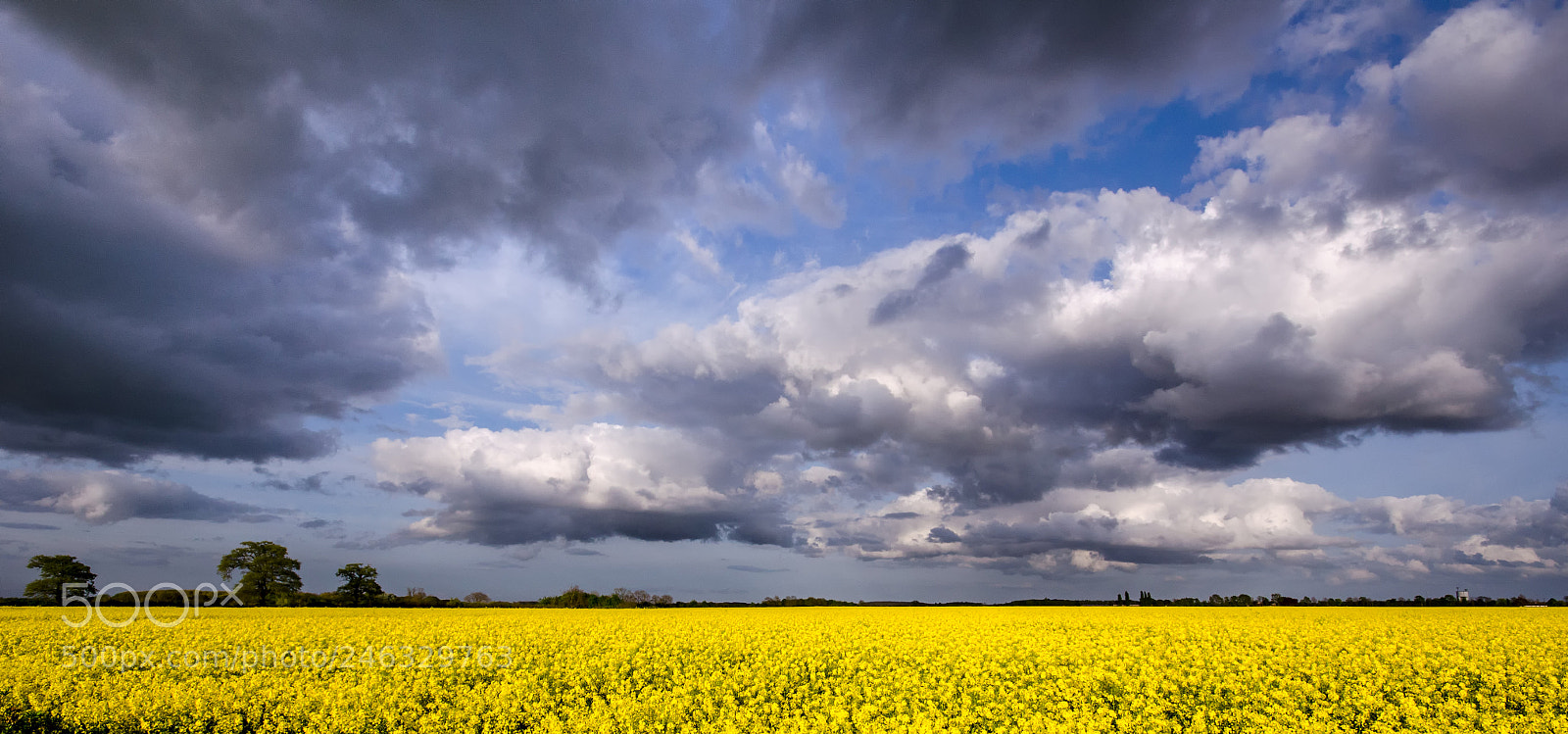 Nikon D5100 sample photo. Blooming rapeseed field photography