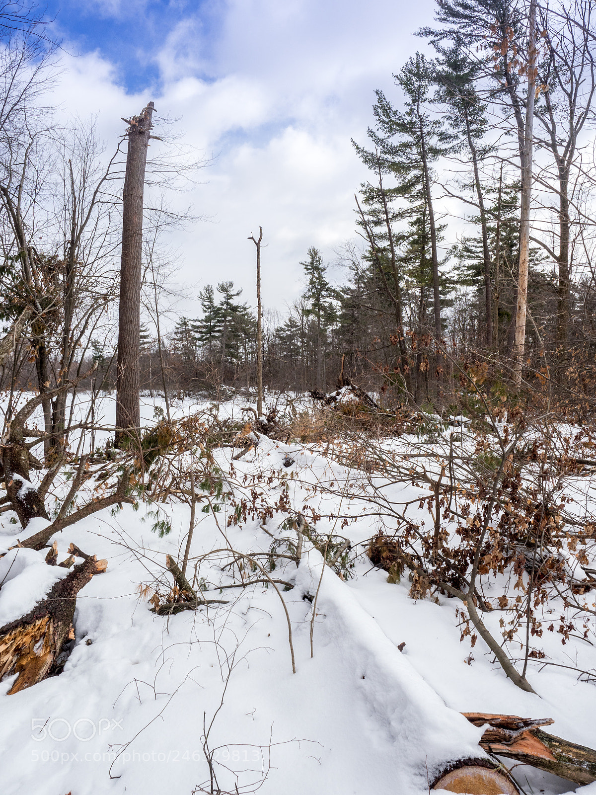 Olympus OM-D E-M1 Mark II sample photo. Winter trees and snow photography