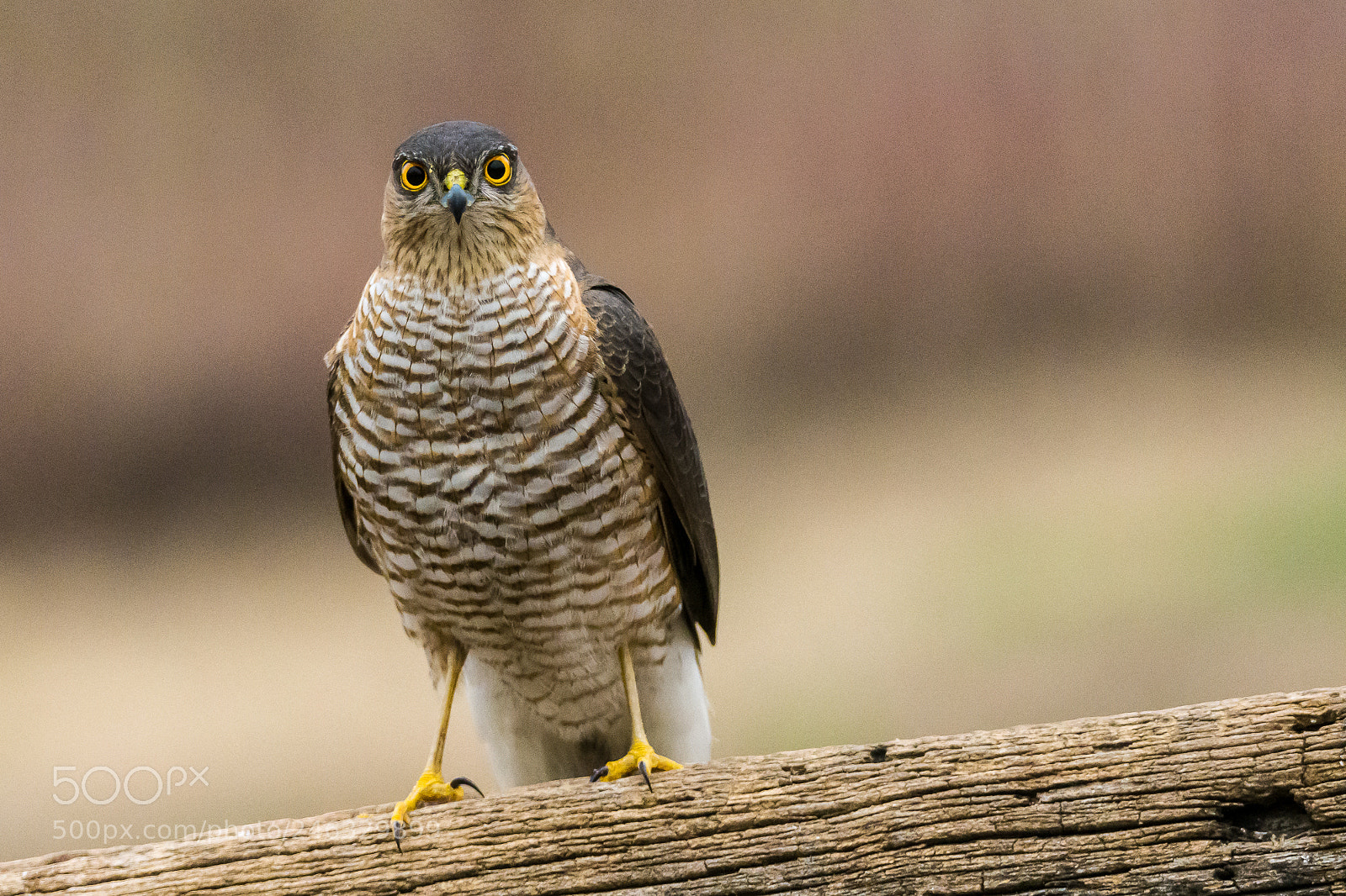 Nikon D500 sample photo. Accipiter nisus photography