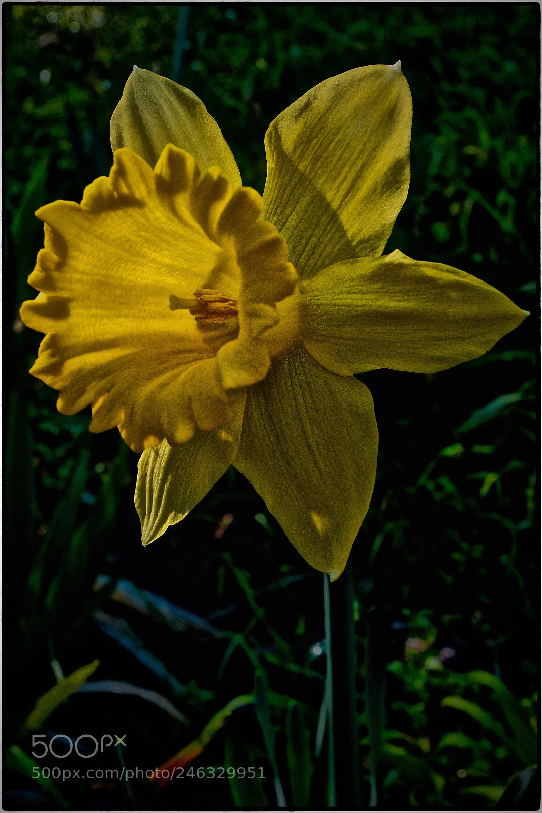 Fujifilm X100T sample photo. Daffodil photography