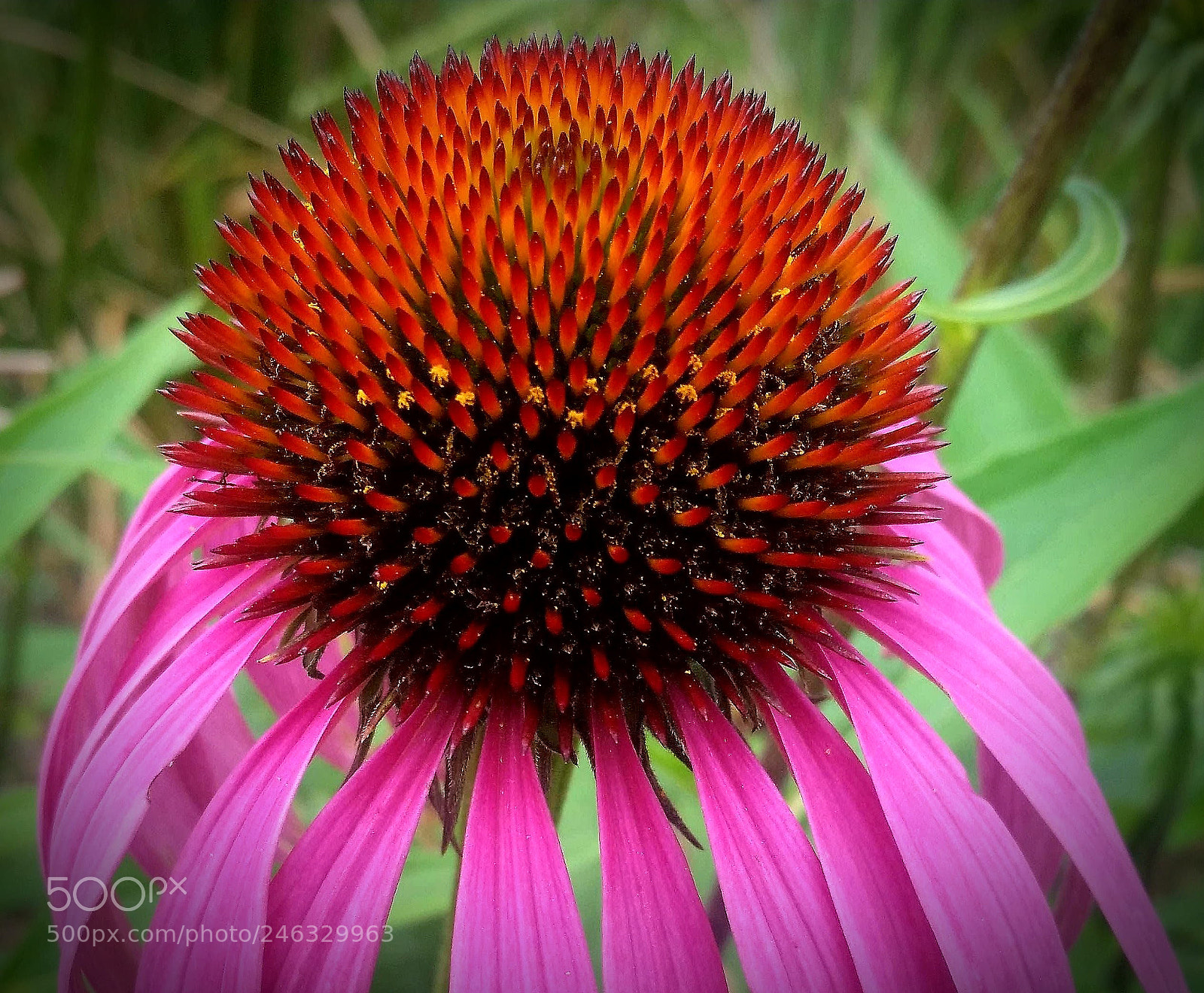Samsung Galaxy S5 sample photo. Echinacea photography