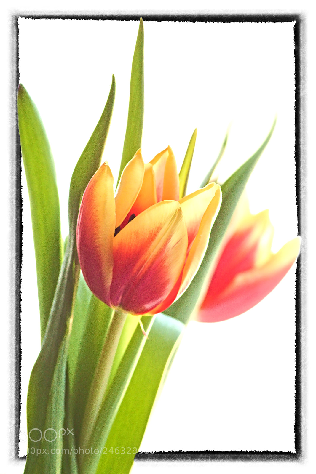 Canon EOS 1300D (EOS Rebel T6 / EOS Kiss X80) sample photo. Tulip photography