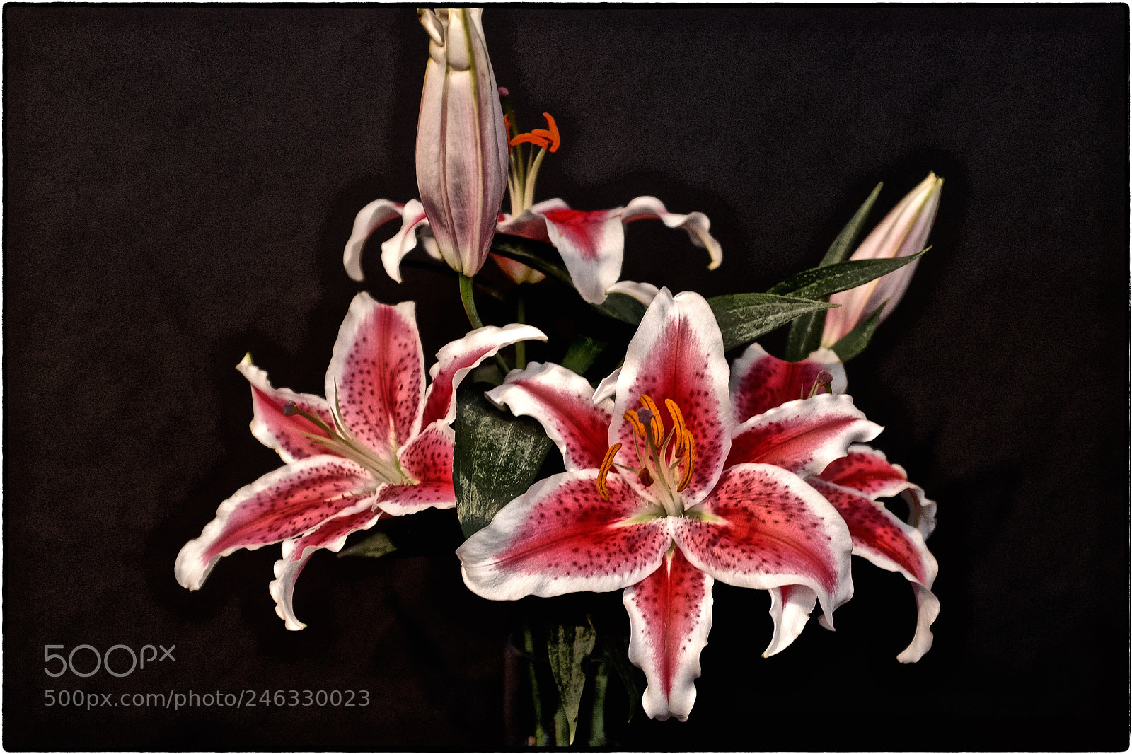 Fujifilm X100T sample photo. Lilly photography