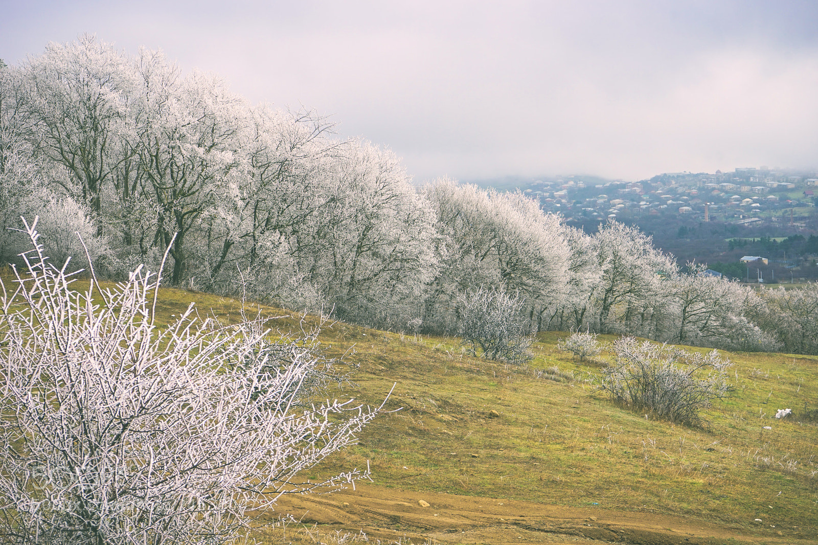 Sony a7 sample photo. Winter outside of the photography