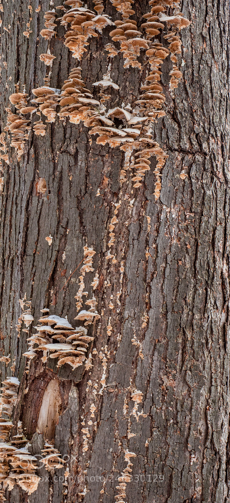 Olympus OM-D E-M1 Mark II sample photo. Tree fungi photography