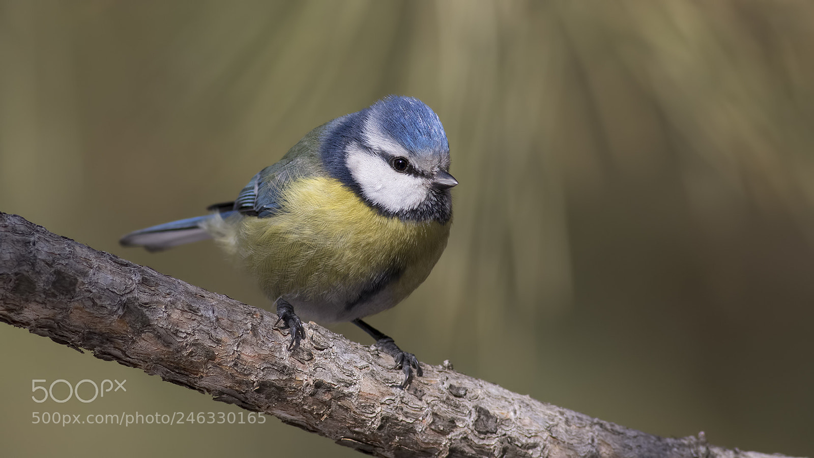Canon EOS 7D Mark II sample photo. Eurasian blue tit photography