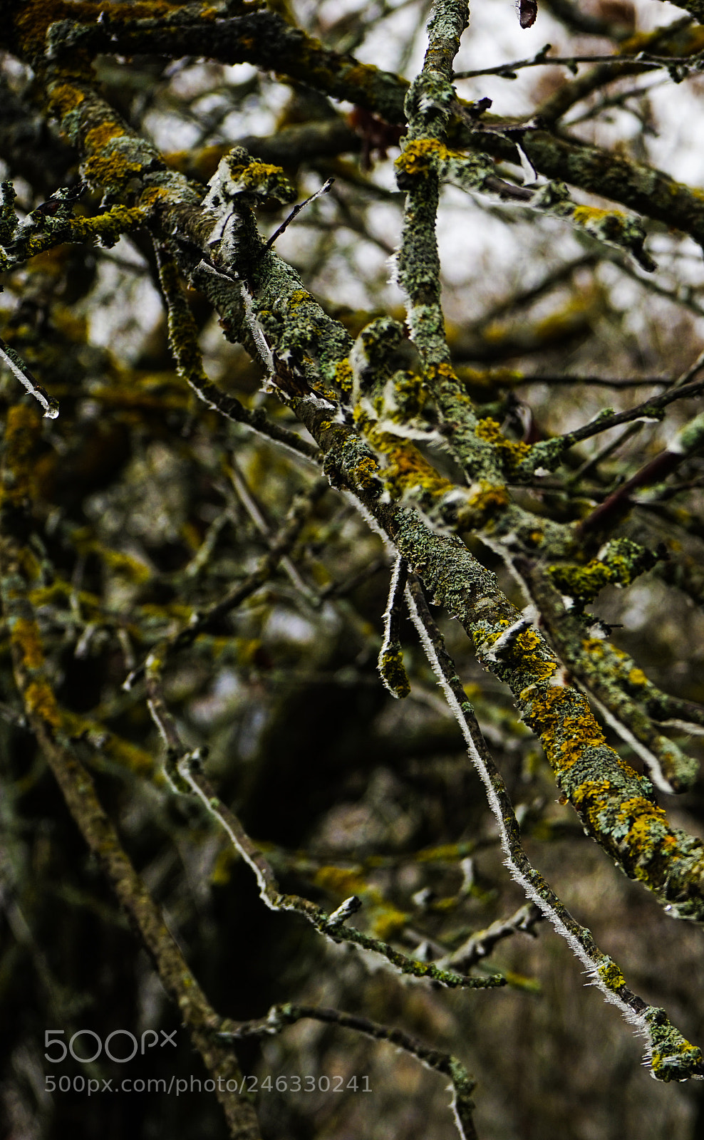 Sony a7 sample photo. Winter outside of the photography