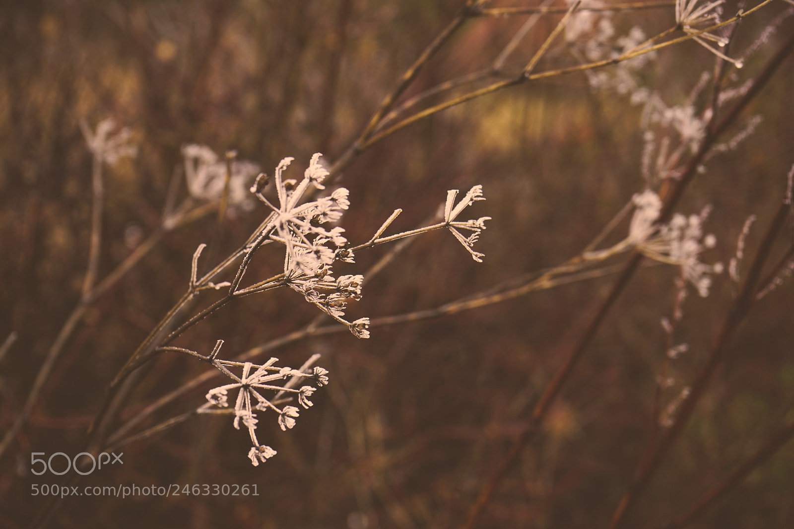 Sony a7 sample photo. Winter outside of the photography