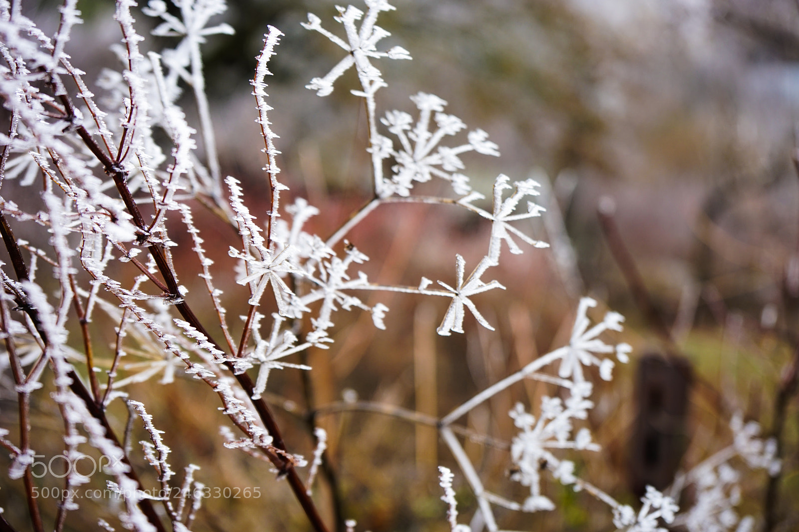 Sony a7 sample photo. Winter outside of the photography