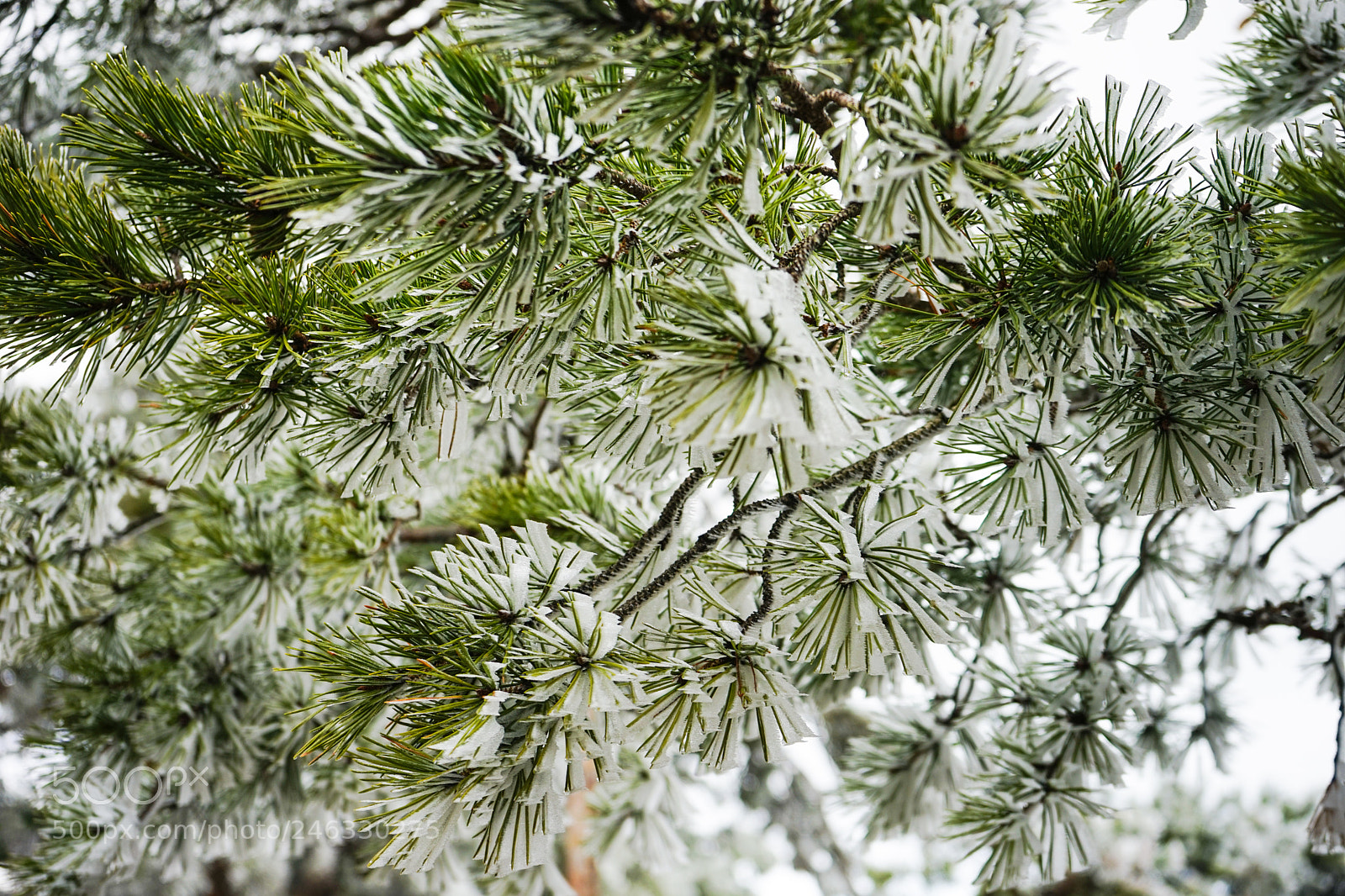 Sony a7 sample photo. Winter outside of the photography