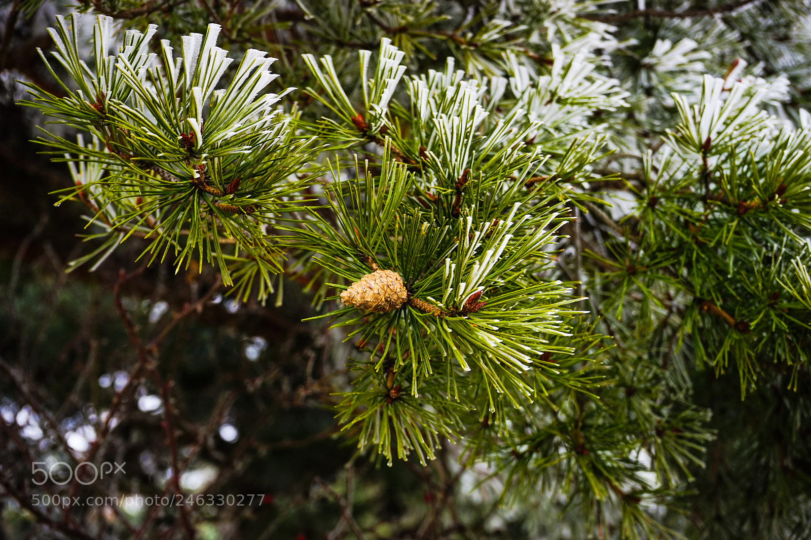 Sony a7 sample photo. Winter outside of the photography