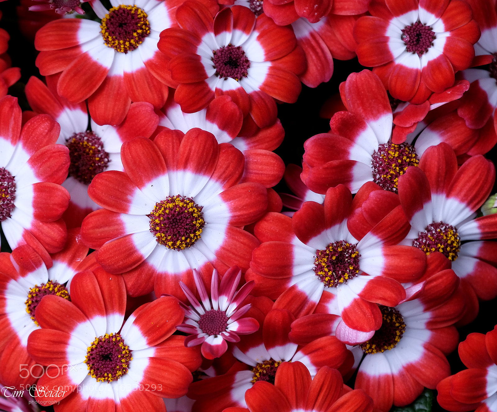 Fujifilm X-T20 sample photo. Flowers photography