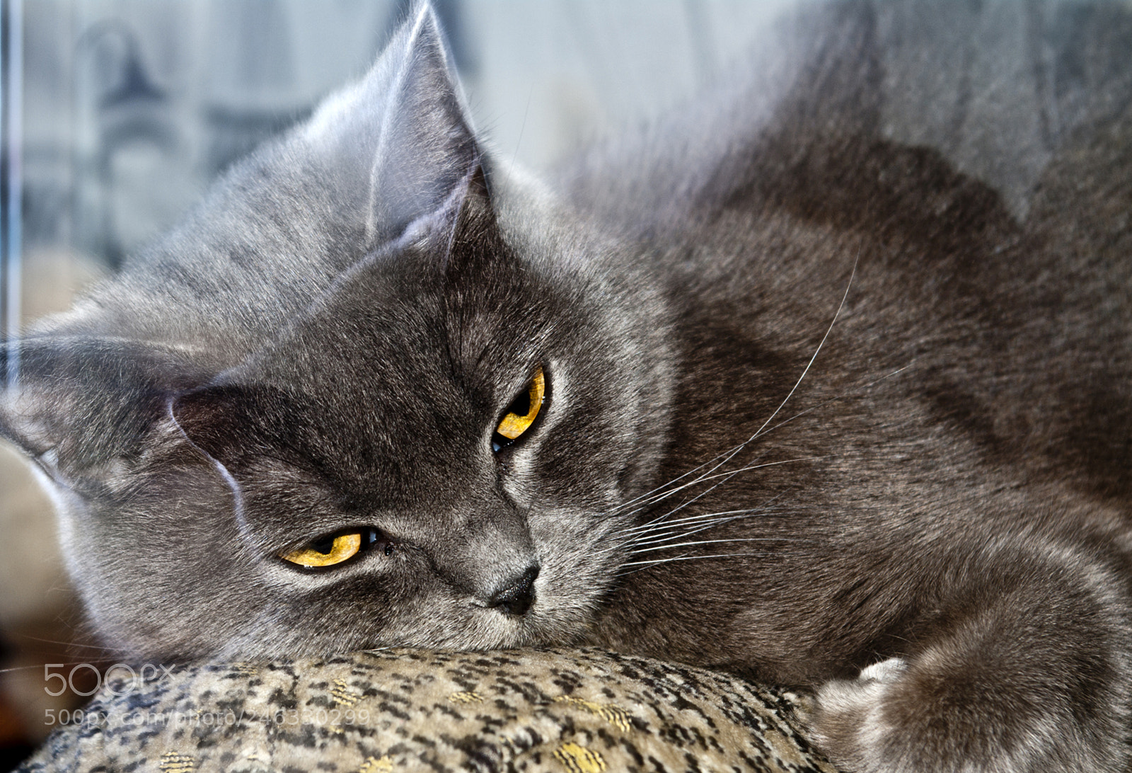 Pentax K-7 sample photo. кошка photography