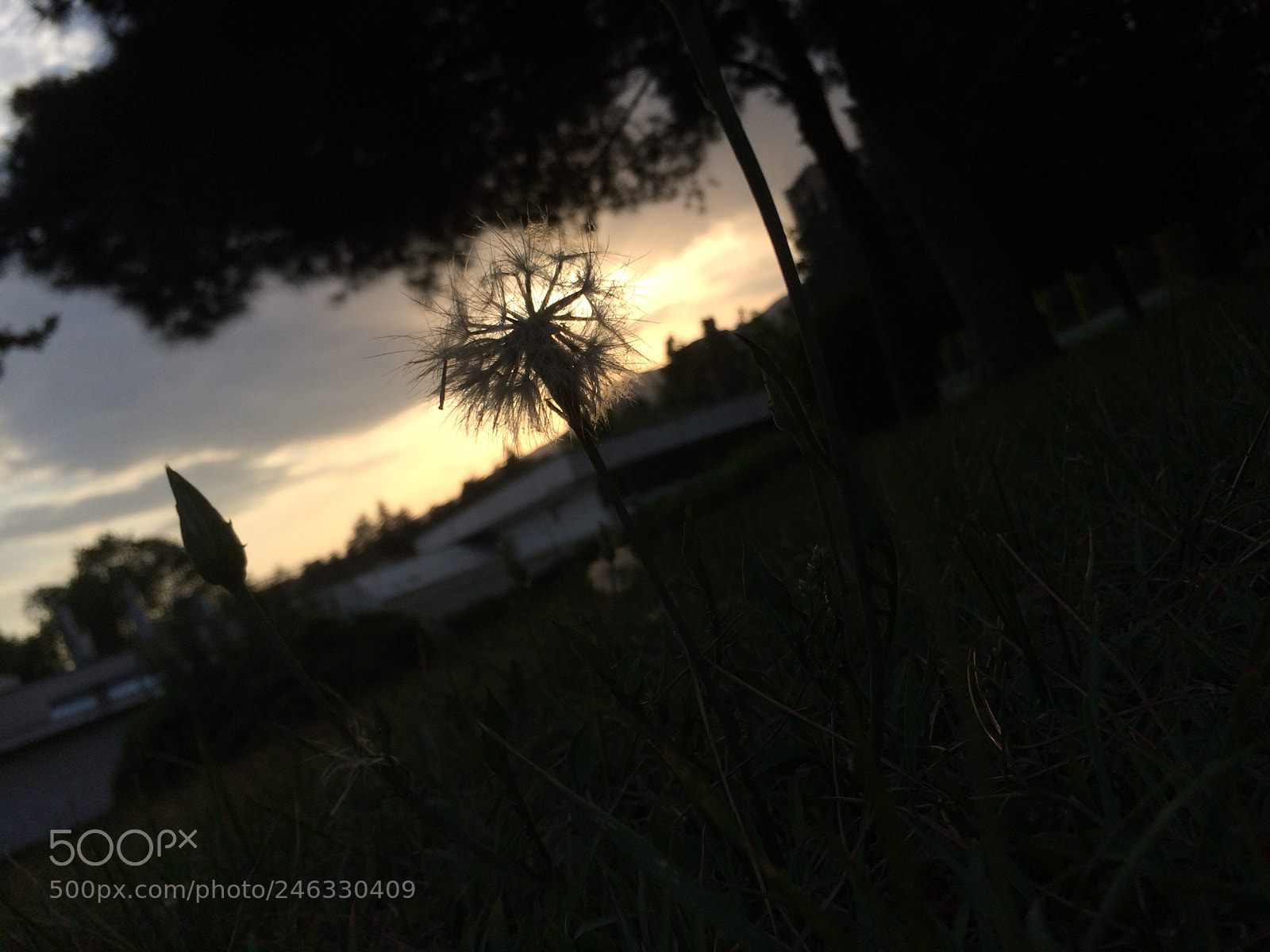 Apple iPhone 5s sample photo. Untitled photography