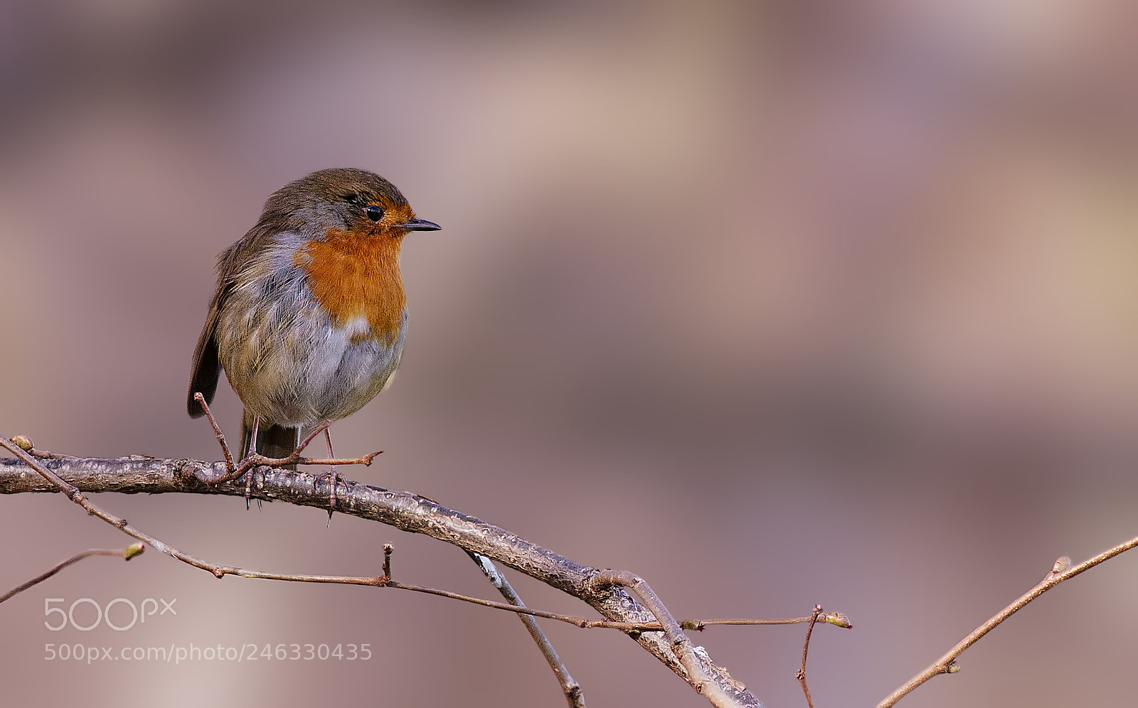 Canon EOS 7D sample photo. Lonely robin photography