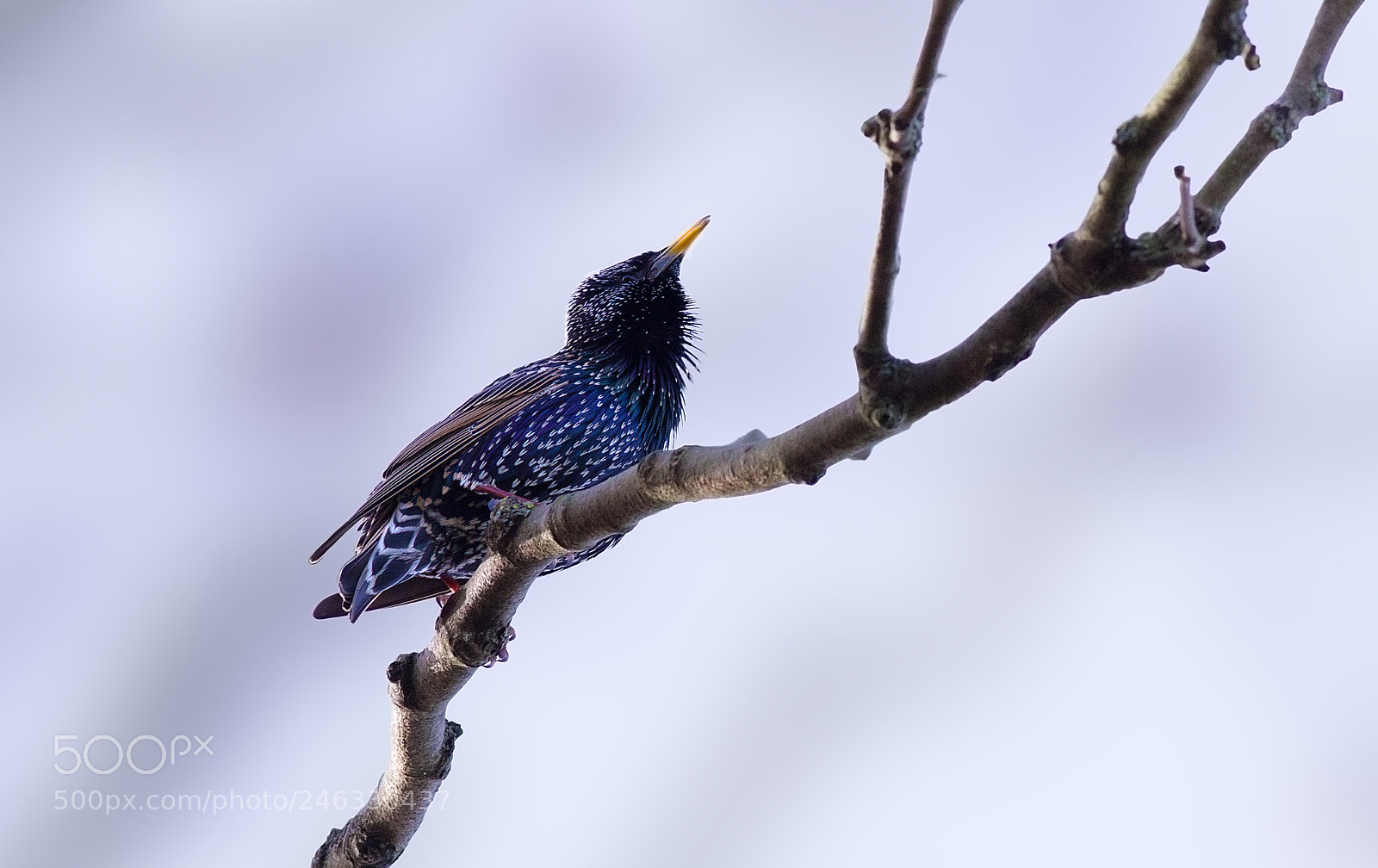 Canon EOS 7D sample photo. Starling in winter photography