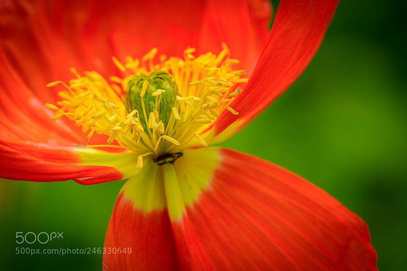 Nikon D7200 sample photo. Radiant and delicate 2 photography