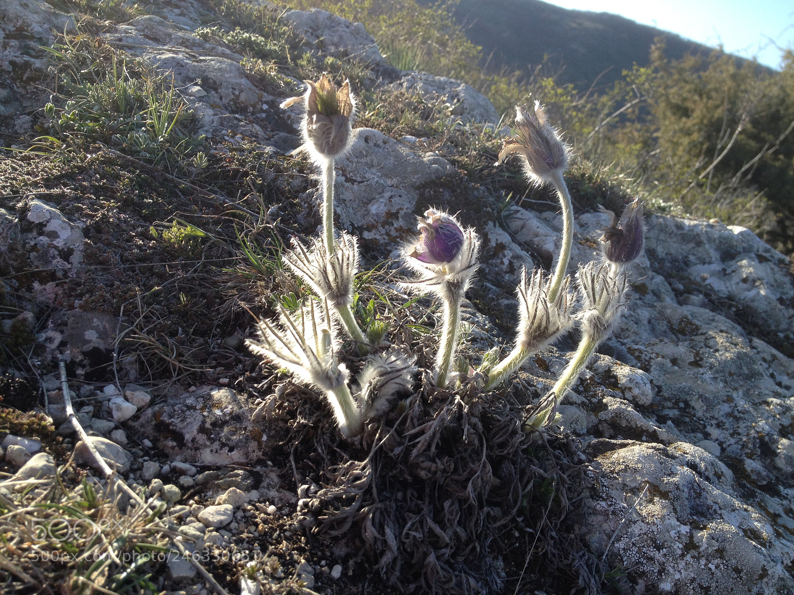 Apple iPhone 4S sample photo. Anemone patens photography