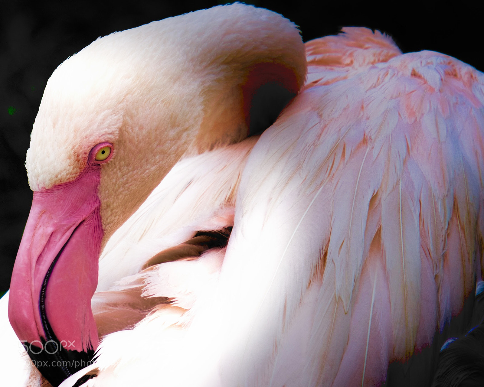 Sony a6300 sample photo. Beautiful flamingo  photography