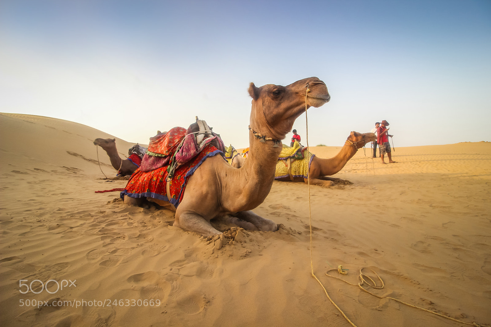 Canon EOS 600D (Rebel EOS T3i / EOS Kiss X5) sample photo. Camel safari photography