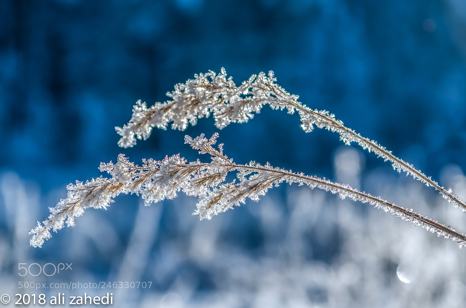 Nikon D500 sample photo. Frozen photography