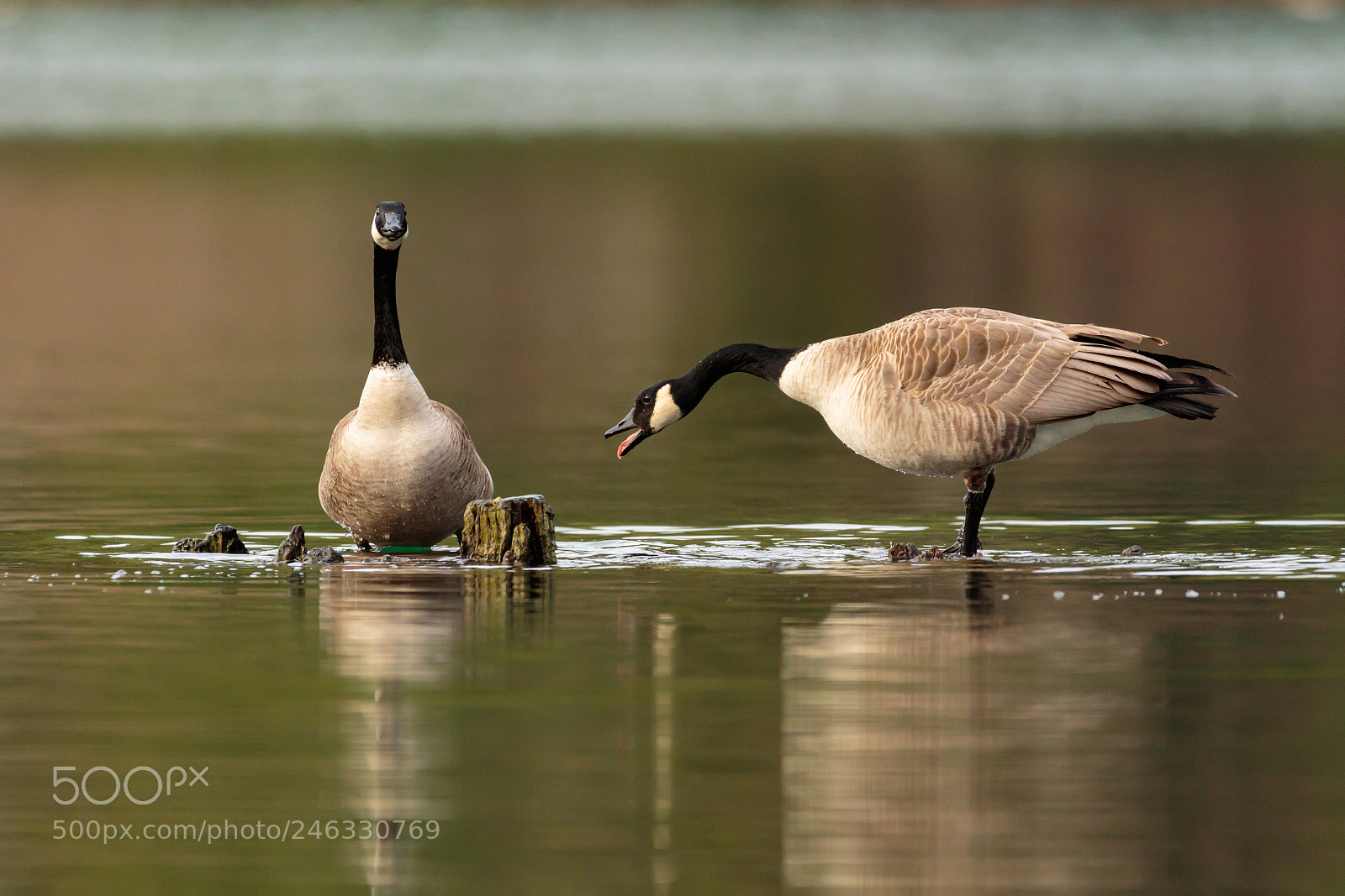 Canon EOS 7D Mark II sample photo. You took my perch photography