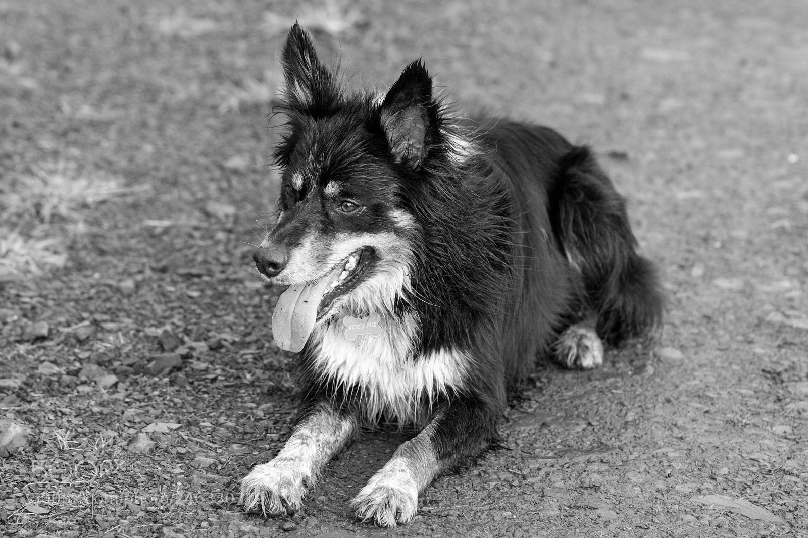 Nikon D5200 sample photo. Black and white pup photography