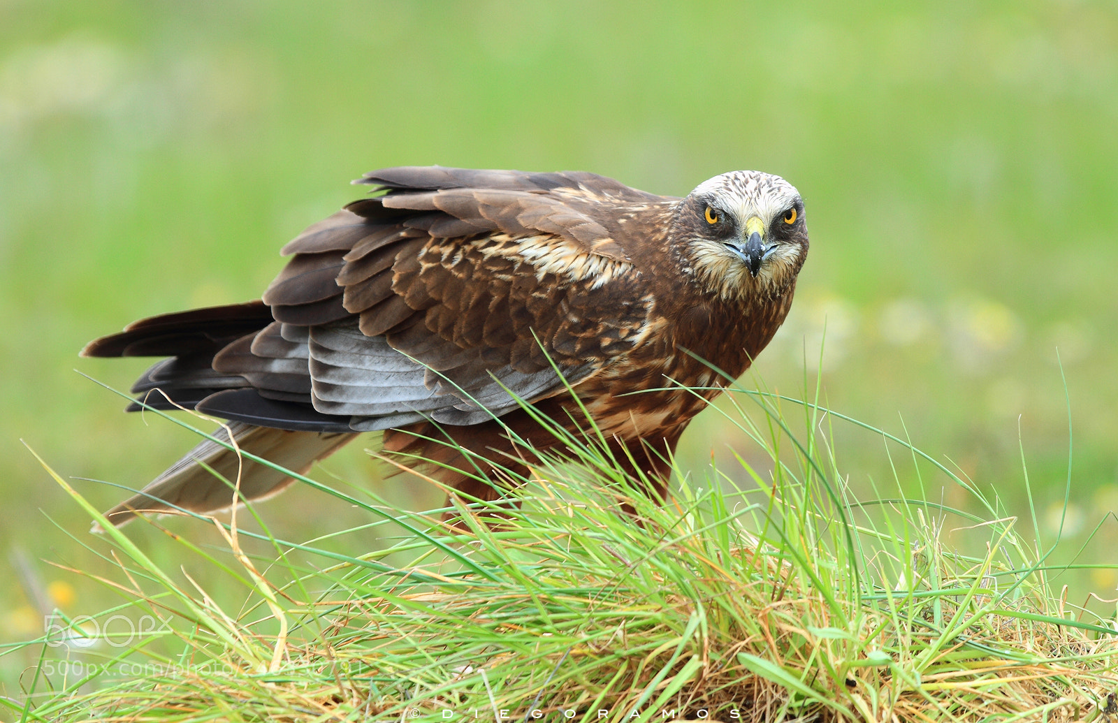 Canon EOS 7D sample photo. Eyes photography
