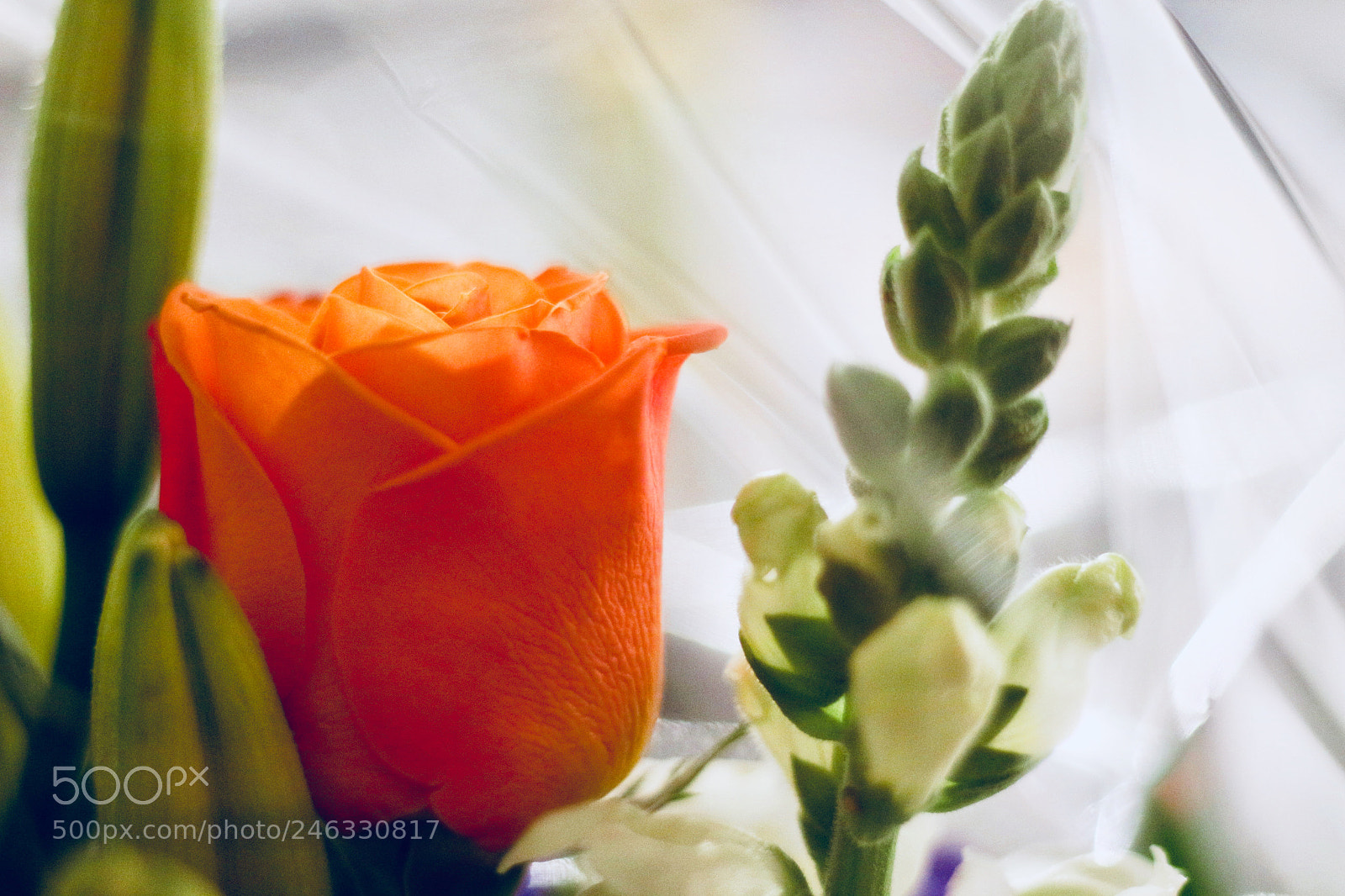 Canon EOS 700D (EOS Rebel T5i / EOS Kiss X7i) sample photo. Flowerpower photography