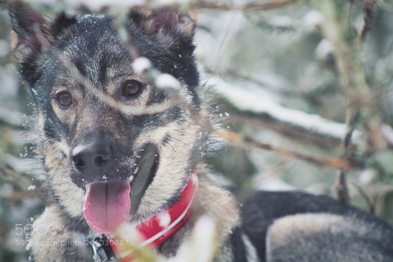 Canon EOS 7D sample photo. Smiling wolf photography
