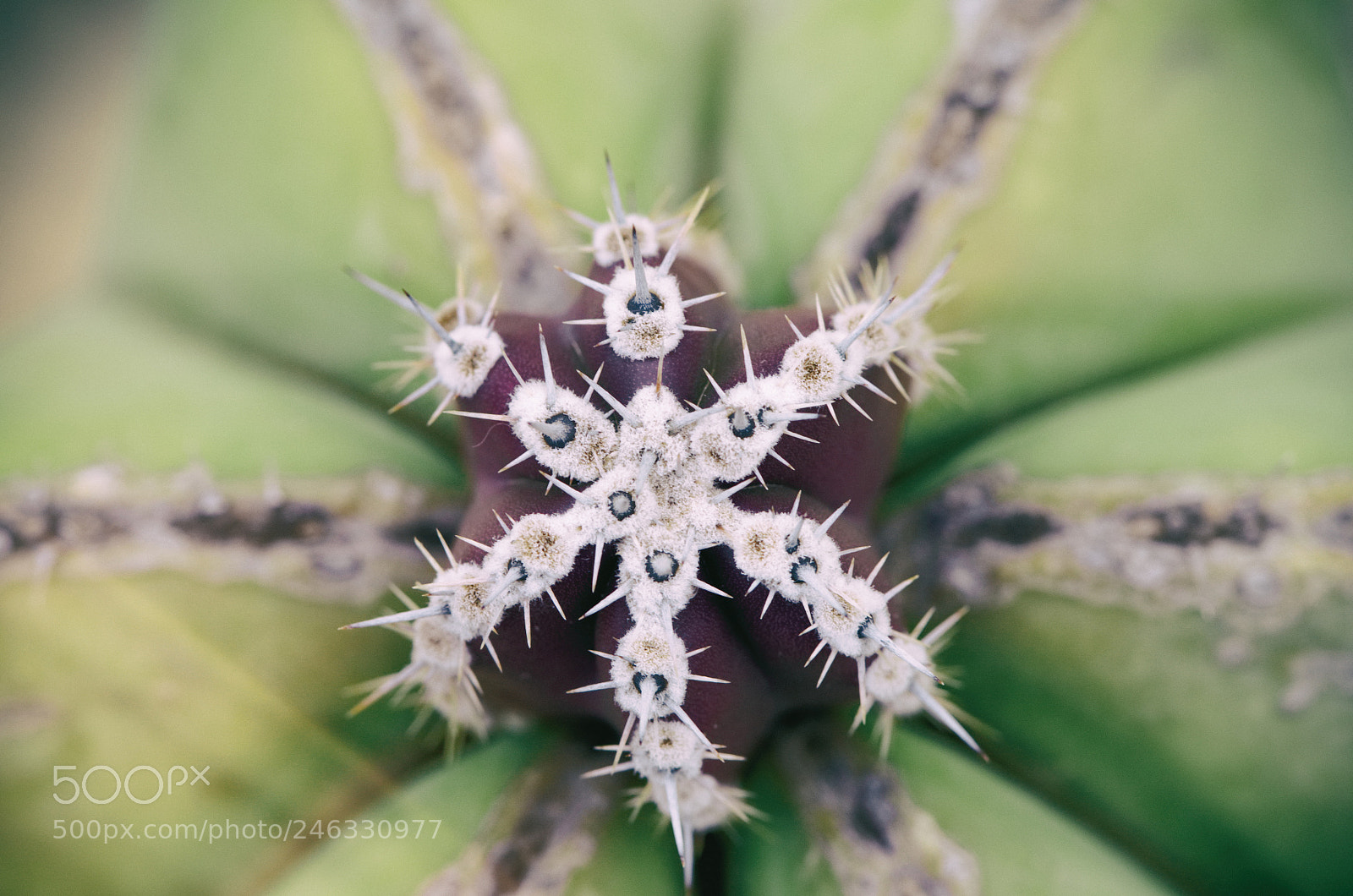 Olympus OM-D E-M10 II sample photo. Cactus bulb photography