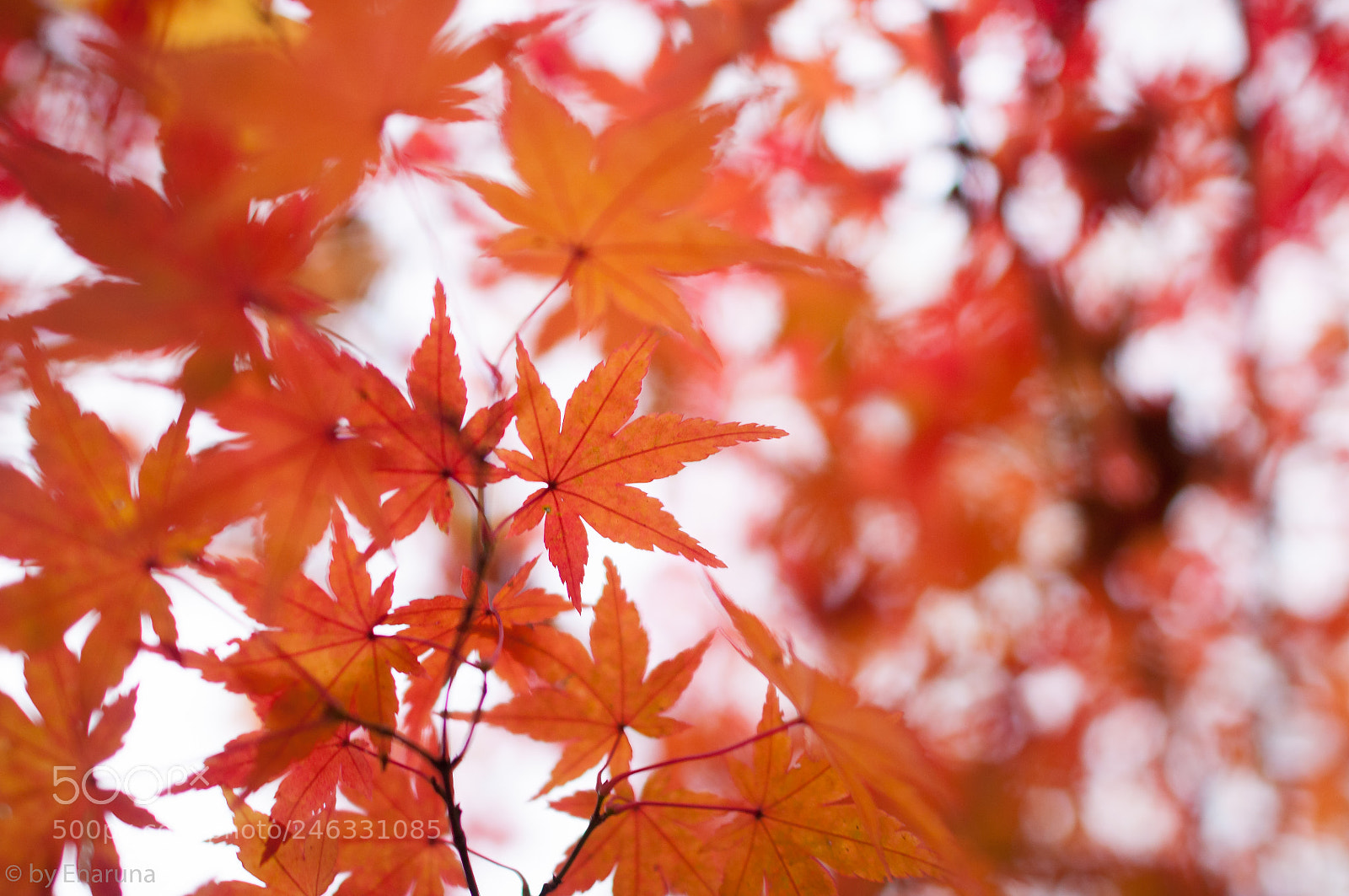 Nikon D300S sample photo. Japanese maple leaves photography
