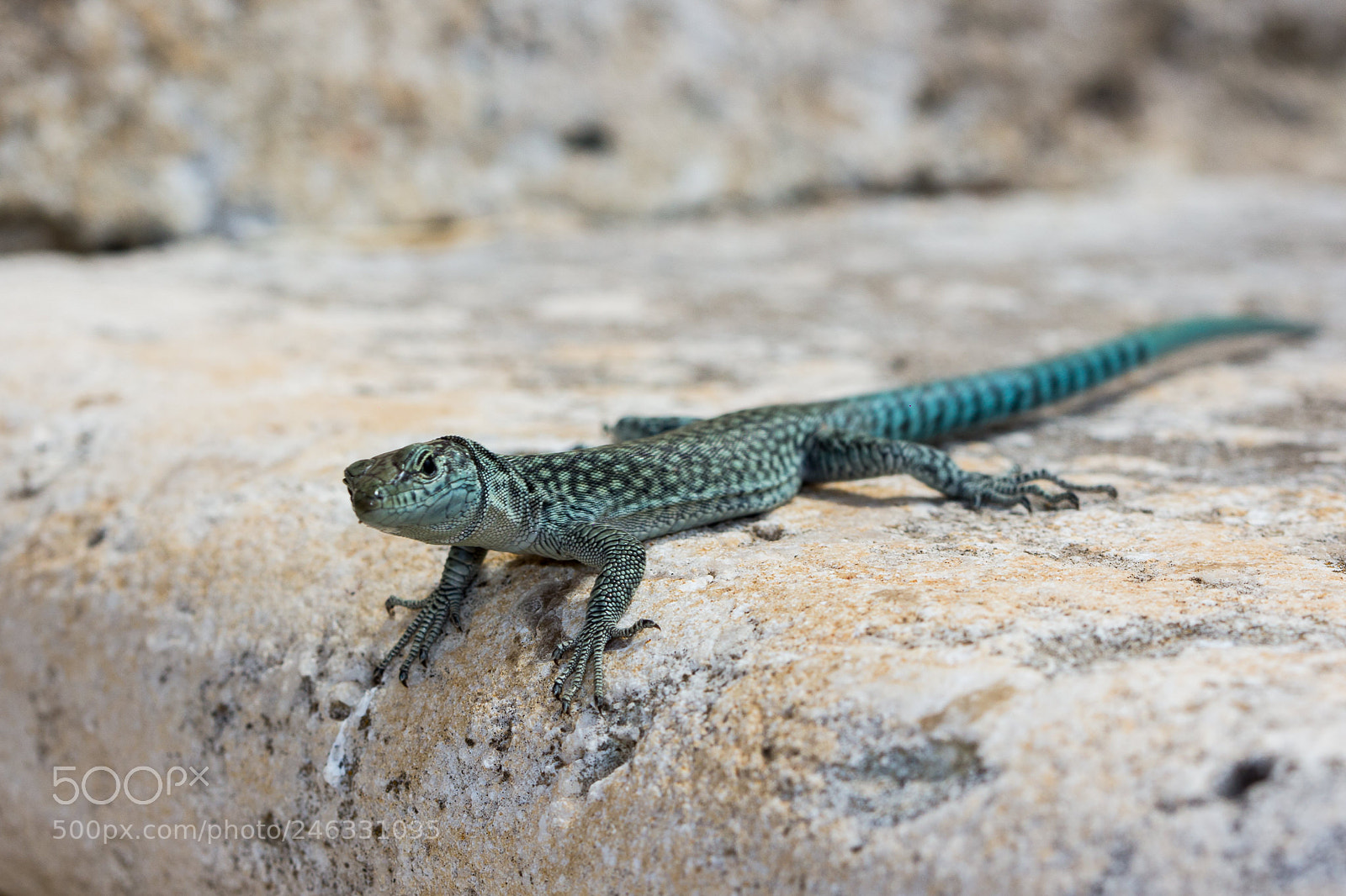 Canon EOS 60D sample photo. Wall lizard photography