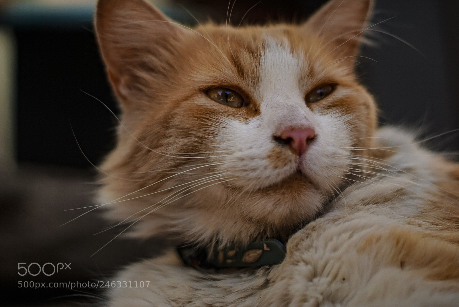 Sony a5100 sample photo. Cat portrait // león  photography