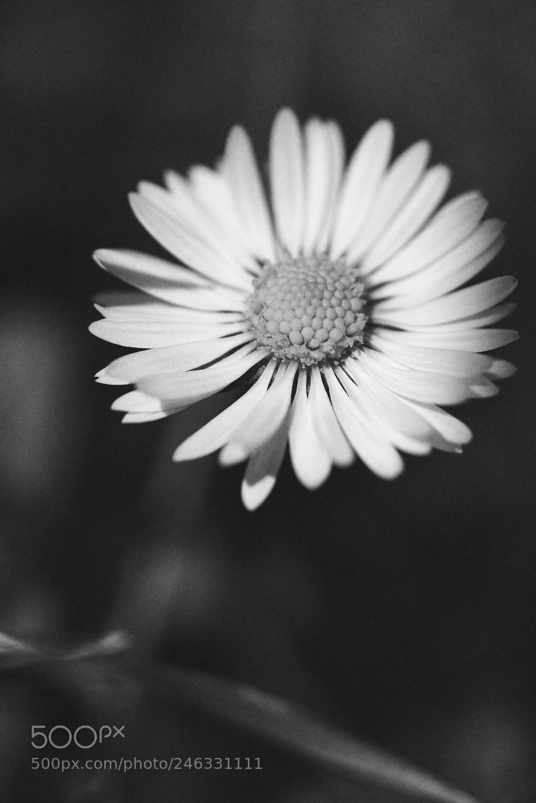 Sony a7R II sample photo. Daisy photography