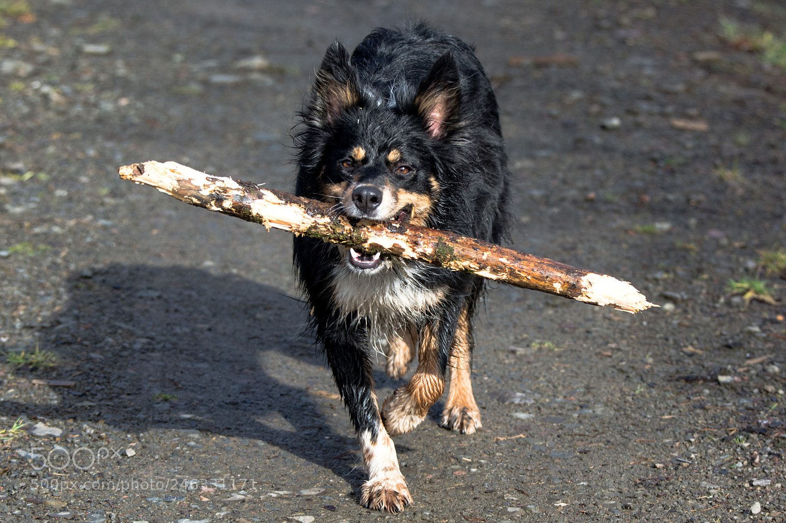Nikon D5200 sample photo. Stick is life photography