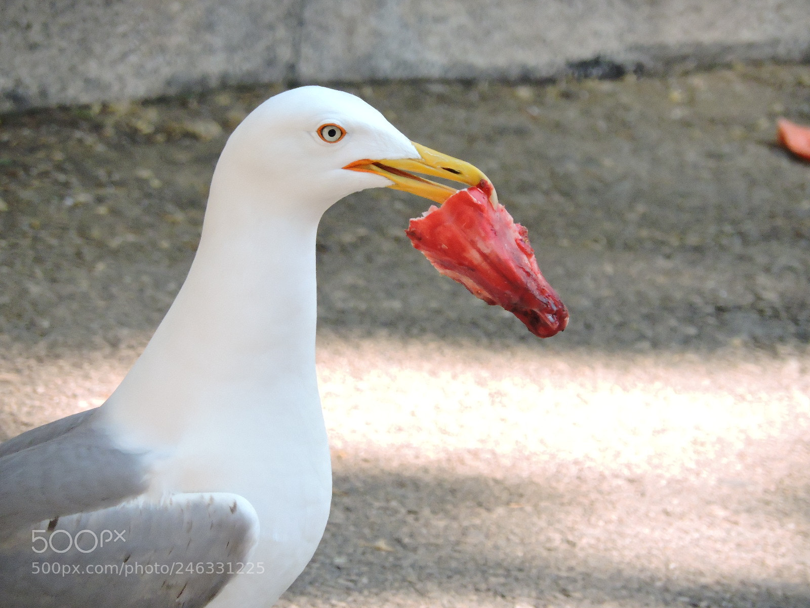 Nikon Coolpix P530 sample photo. Gull eating meat photography